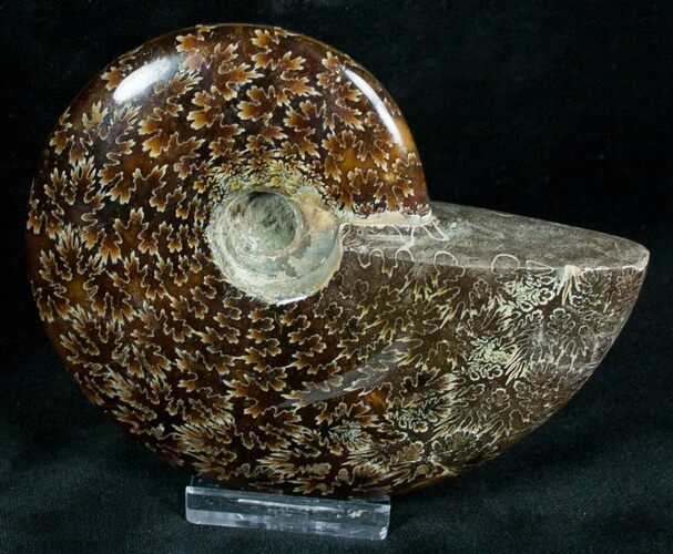Cleoniceras Ammonite Fossil - Madagascar #7353